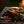 The Notorious Gambling Frog - Golden variant RPC 7th Anniversary