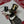 RAVN IIII Sir Ravn the 4th Enamel Pin