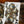 Bundle: Odd Fellows - Cpt Spindel Webber 6-PACK LTD500